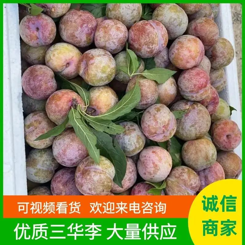 广西三华李银妃三华李产地直发货源充足欢迎咨询