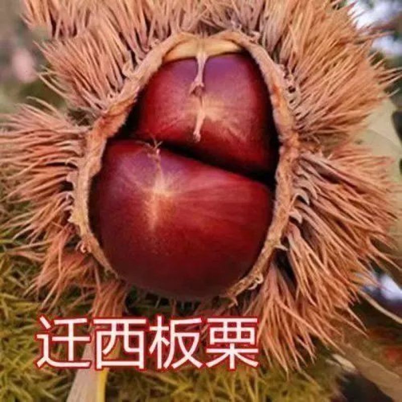 正宗板栗苗嫁接板栗树苗大红袍板栗锥栗树苗迁西板栗苗批发价