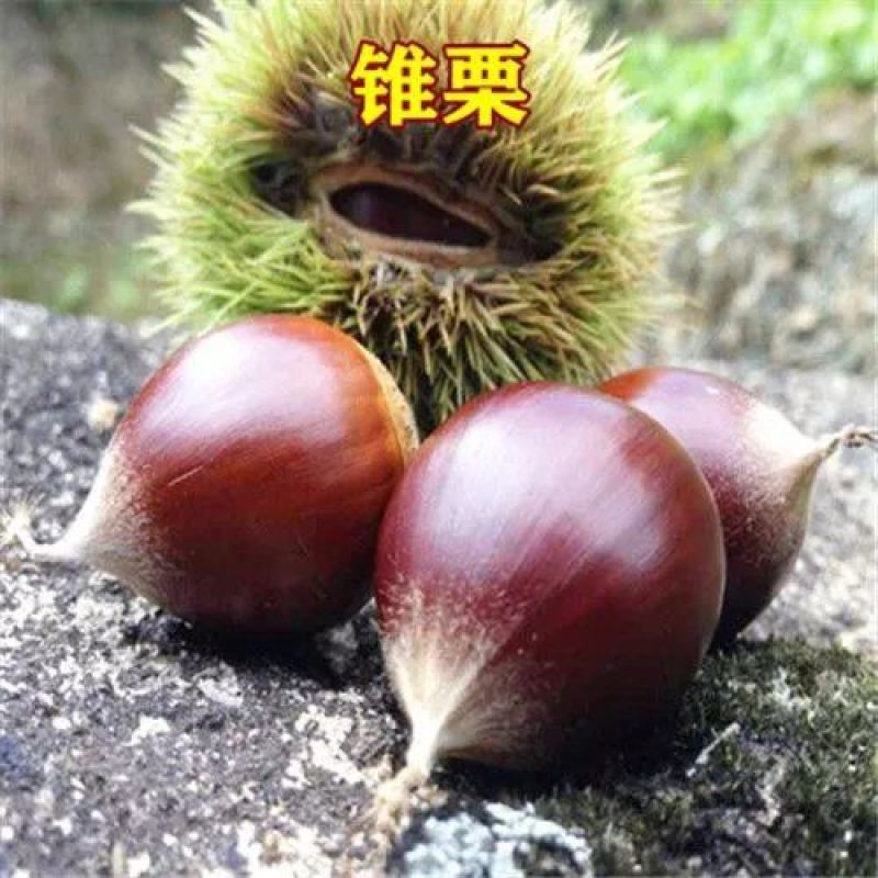 正宗板栗苗嫁接板栗树苗大红袍板栗锥栗树苗迁西板栗苗批发价