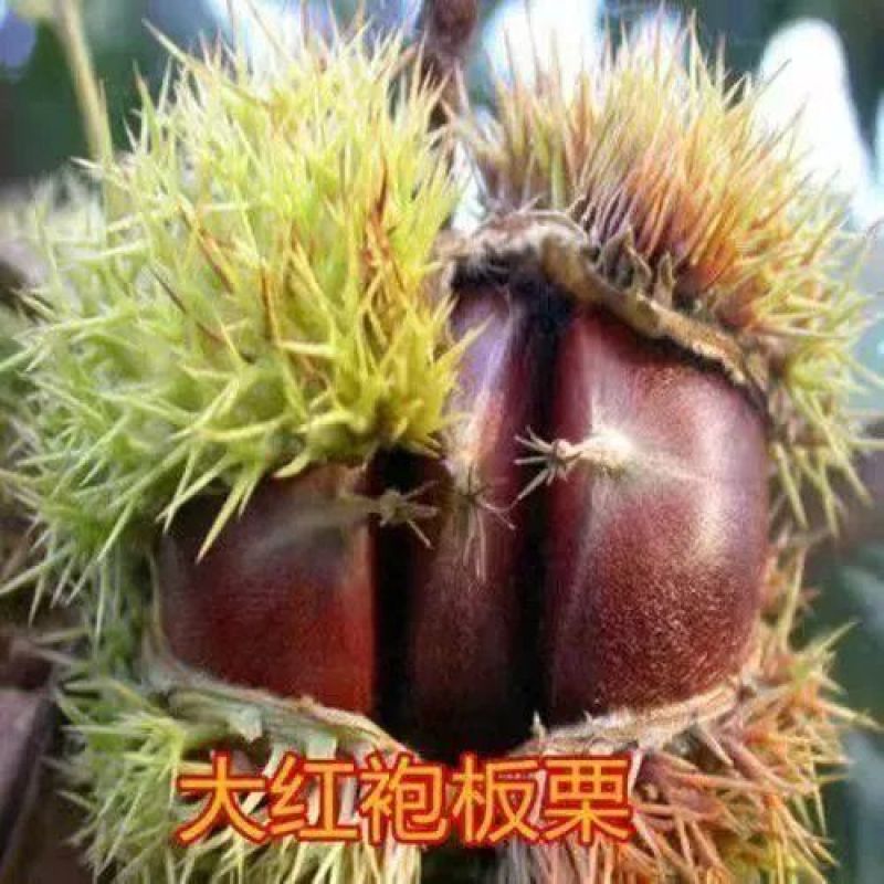 正宗板栗苗嫁接板栗树苗大红袍板栗锥栗树苗迁西板栗苗批发价