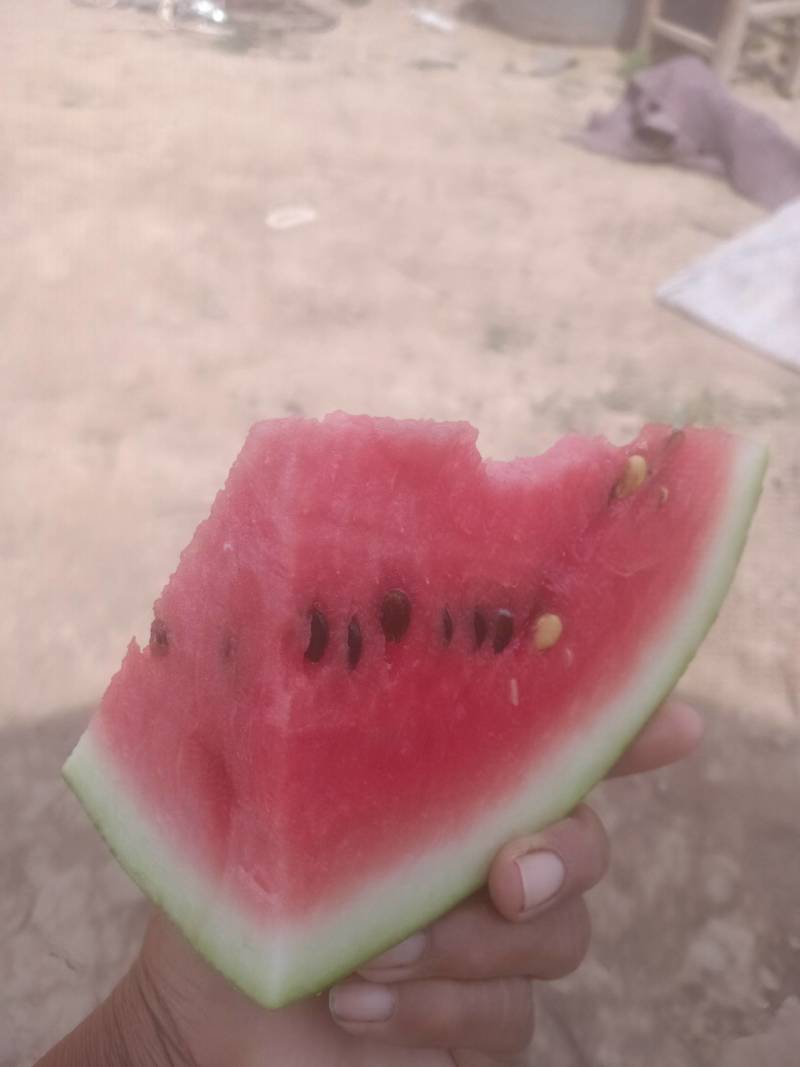 龙卷风西瓜