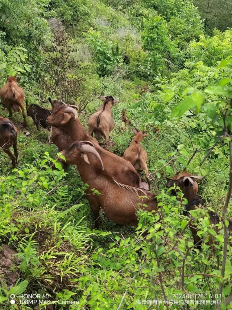 精品自家养殖山羊大量供应，云南怒江产地直发，可前来验货
