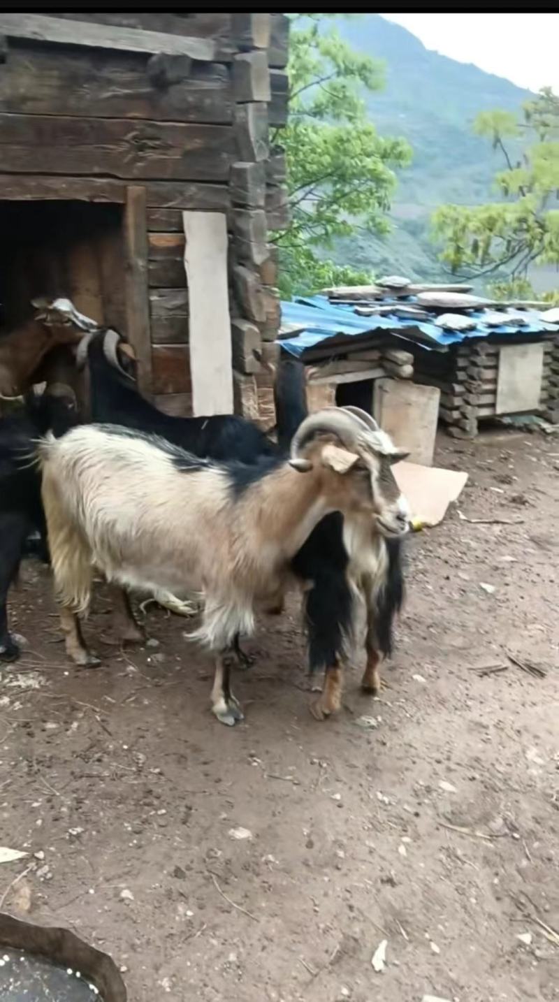 精品自家养殖山羊大量供应，云南怒江产地直发，可前来验货