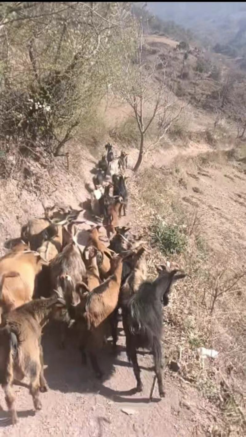 精品自家养殖山羊大量供应，云南怒江产地直发，可前来验货