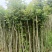枫香袋苗地径1.5到3公分，高1.5米-3米左右，