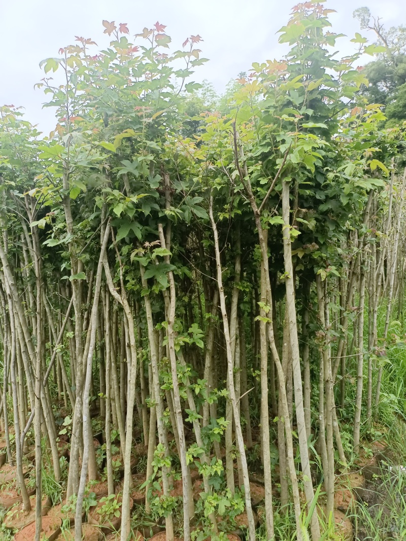 枫香袋苗地径1.5到3公分，高1.5米-3米左右，