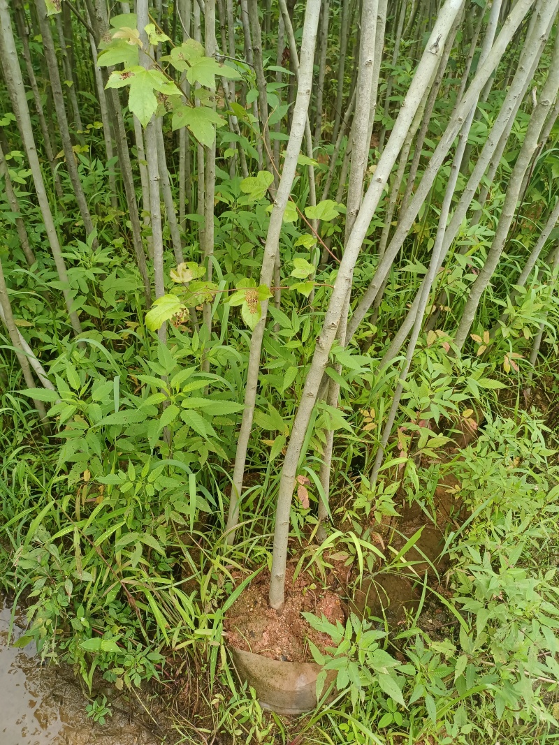 枫香袋苗地径1.5到3公分，高1.5米-3米左右，