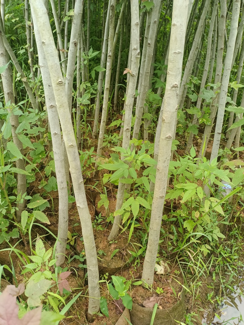 枫香袋苗地径1.5到3公分，高1.5米-3米左右，
