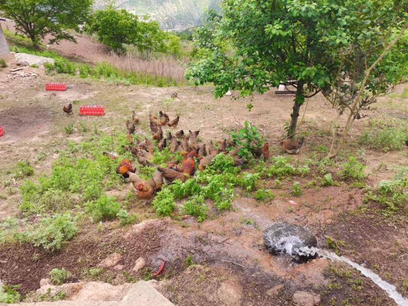 云南精品土鸡大量供应，自家散养，量大从优，可实地验货，