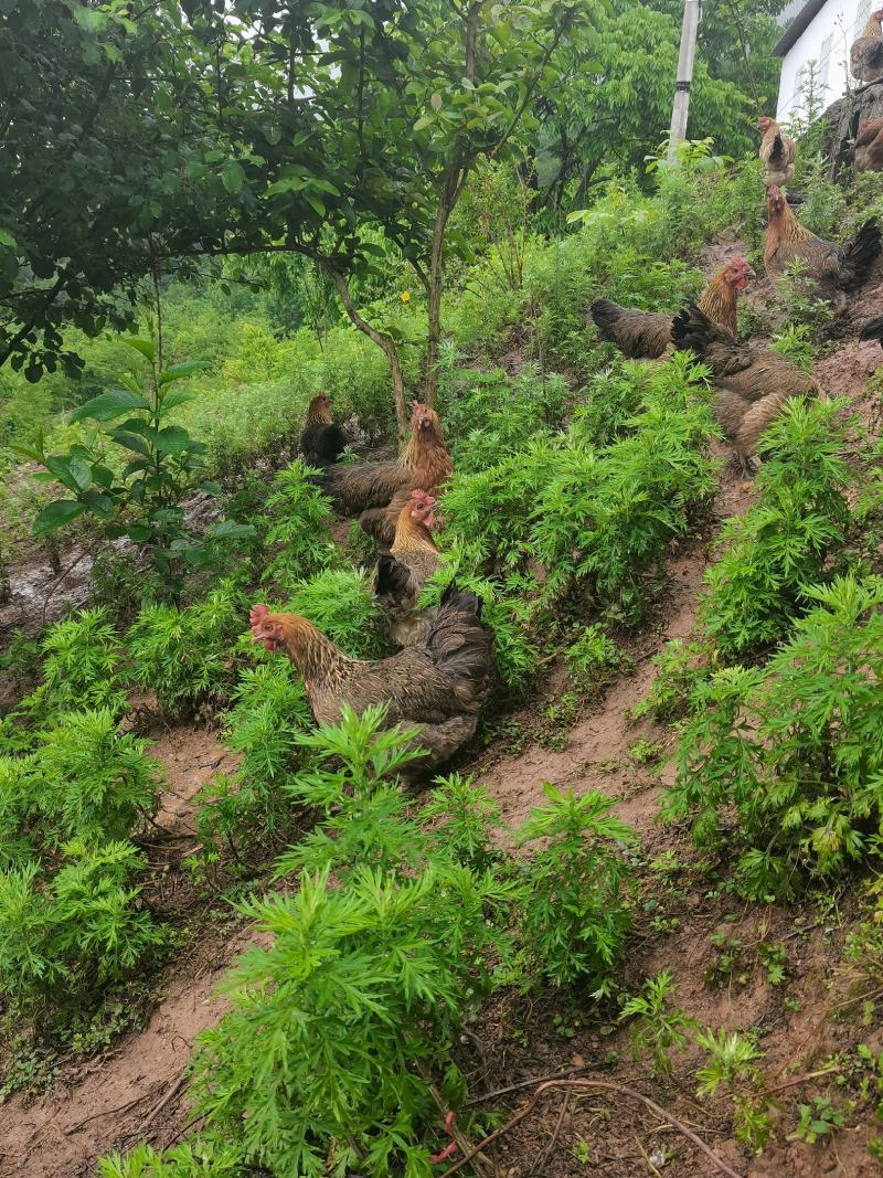 云南精品土鸡大量供应，自家散养，量大从优，可实地验货，