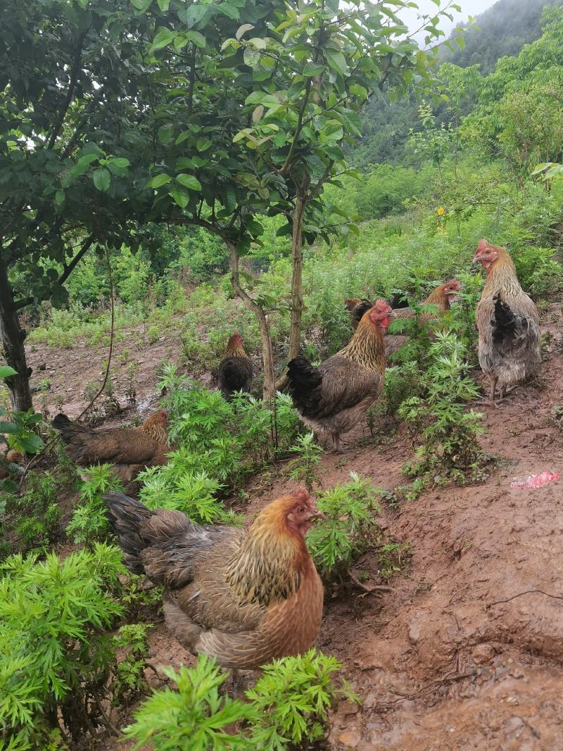 云南精品土鸡大量供应，自家散养，量大从优，可实地验货，