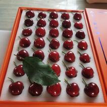 美国红大樱桃，大连大樱桃，自己种植一手货源大量有货来电