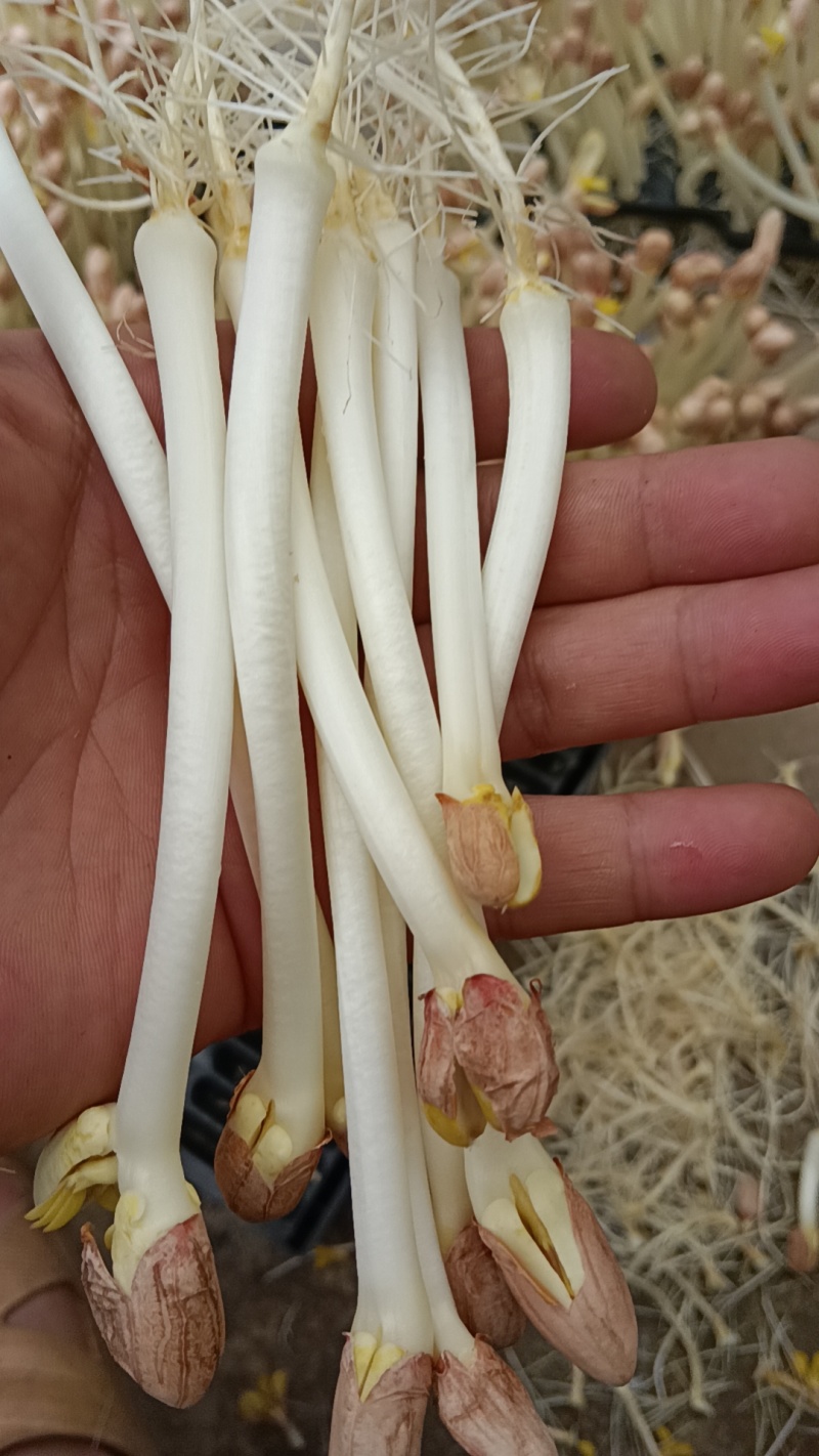 【推荐】湖北本地花生芽，芽苗菜，产地直发质量保证欢迎电联