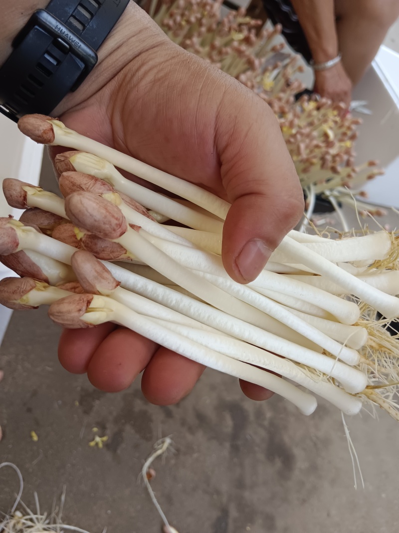 【推荐】湖北本地花生芽，芽苗菜，产地直发质量保证欢迎电联
