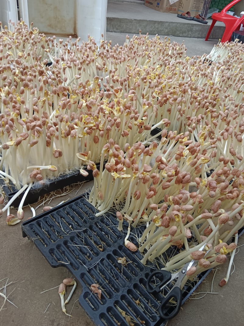 【推荐】湖北本地花生芽，芽苗菜，产地直发质量保证欢迎电联