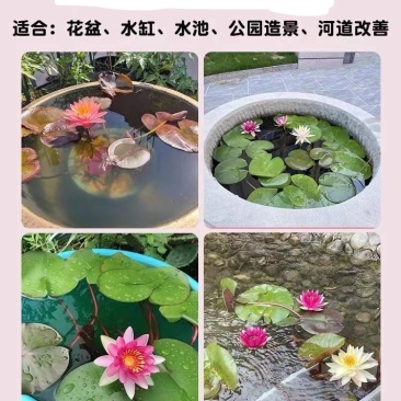 睡莲根块带芽发货池塘水塘公园造景大型观赏水生植物花卉