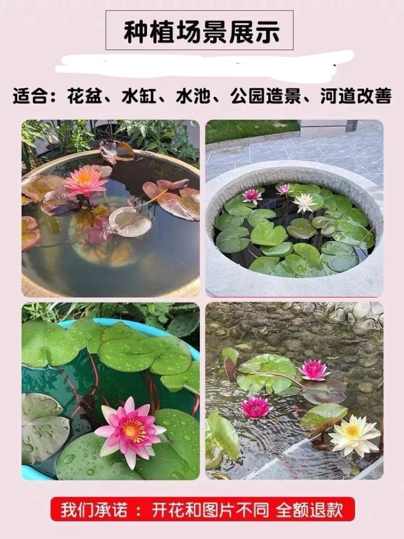 睡莲根块带芽发货池塘水塘公园造景大型观赏水生植物花卉