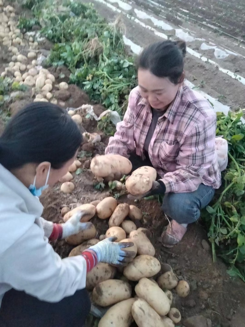 开封精品黄心土豆大量上市价格优惠全国供应支持电商团购批发