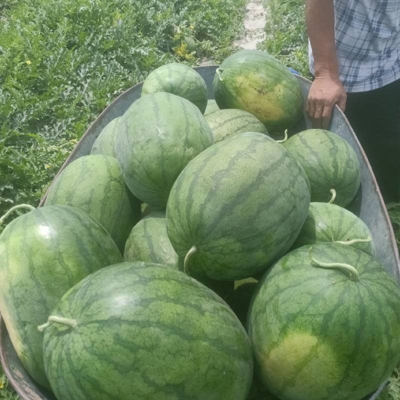 龙卷风西瓜