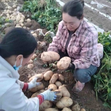 开封精品黄心土豆大量上市产地直销供应全国支持电商团购批发