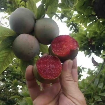 味帝李子口感纯甜，发市场，电商，出口，大量供