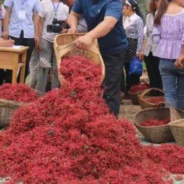甘肃陇南大红袍（武都花椒，伏椒）鲜花椒开始预售，产量大，
