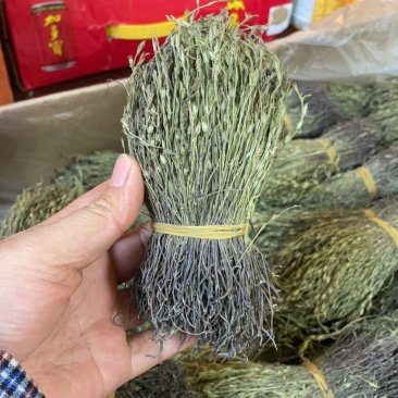 独脚金独脚疳短货精品A货青绿短一手货源大量供应