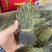 独脚金独脚疳短货精品A货青绿短一手货源大量供应