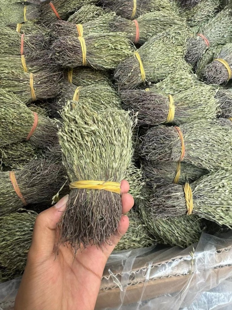 独脚金独脚疳短货精品A货青绿短一手货源大量供应
