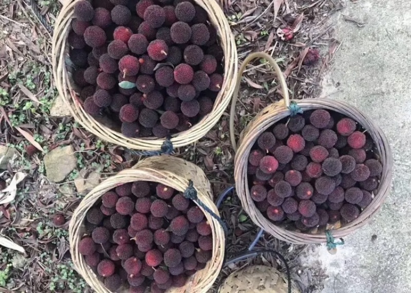 杨梅开始大量上市需要的直接联系电话联系，自家的杨梅山