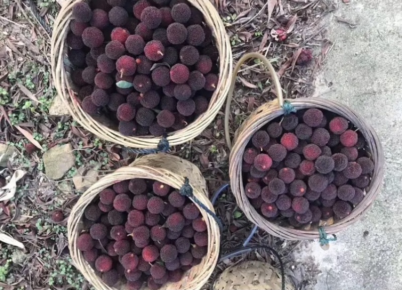 杨梅开始大量上市需要的直接联系电话联系，自家的杨梅山