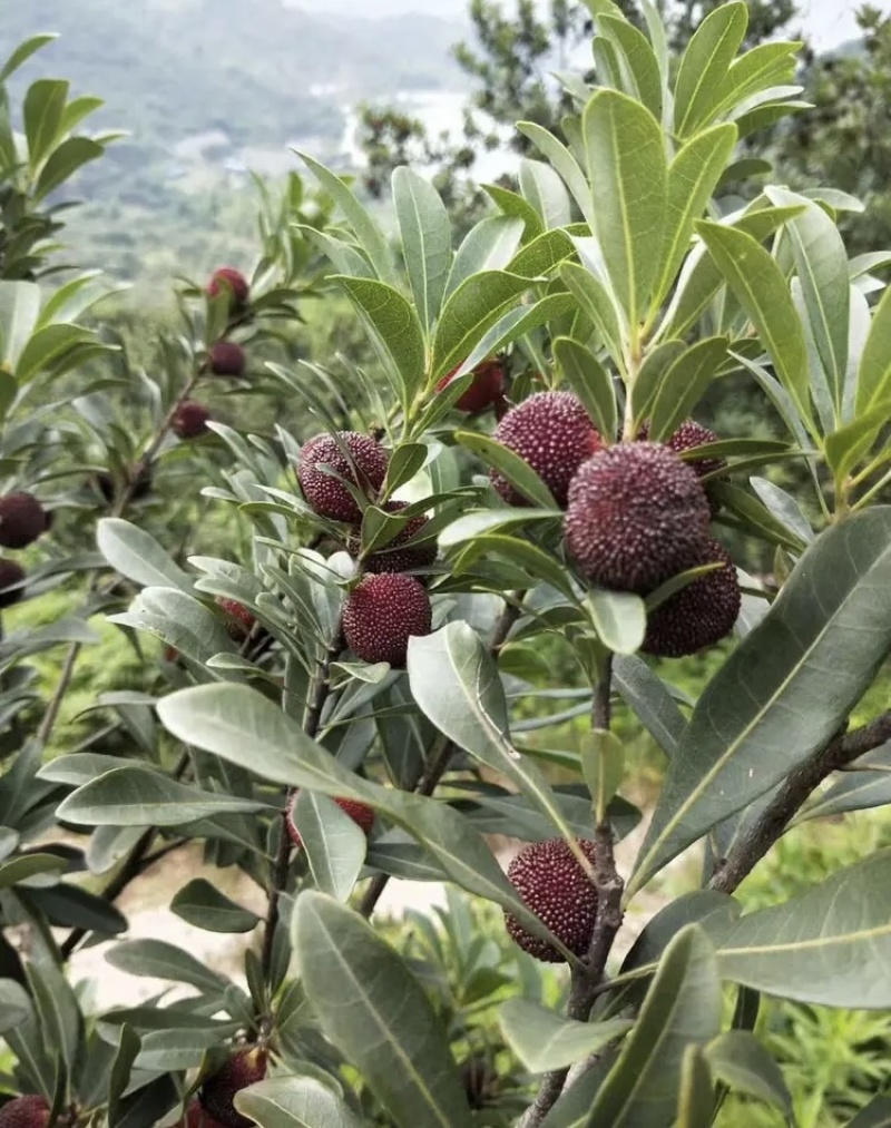 杨梅开始大量上市需要的直接联系电话联系，自家的杨梅山