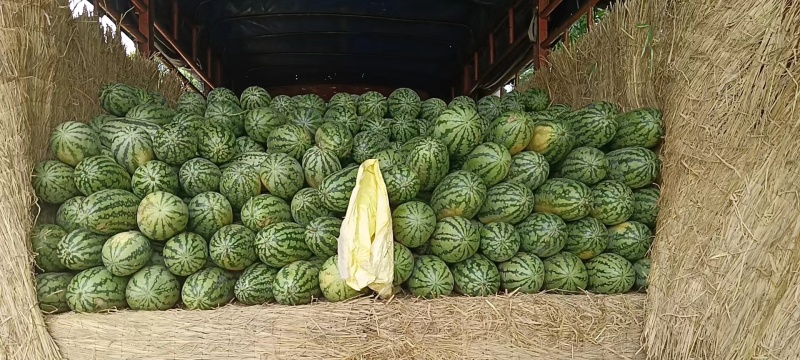 黑美人西瓜，麒麟西瓜，绿爽西瓜，个大饱满，江永西瓜