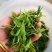 日照绿茶，产地直发，全国发货，大量供应，欢迎电话联系沟通