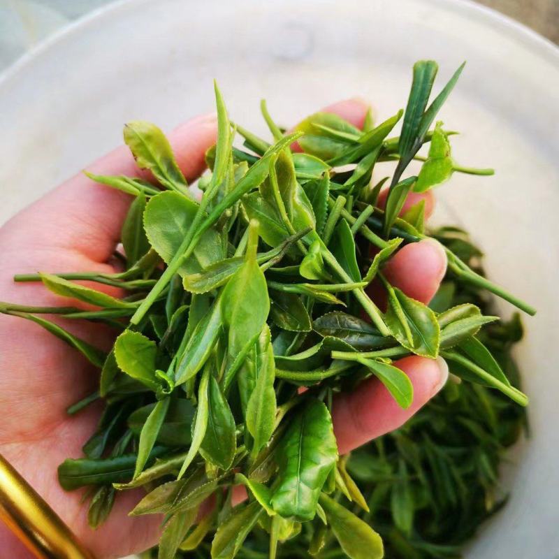 日照绿茶，产地直发，全国发货，大量供应，欢迎电话联系沟通