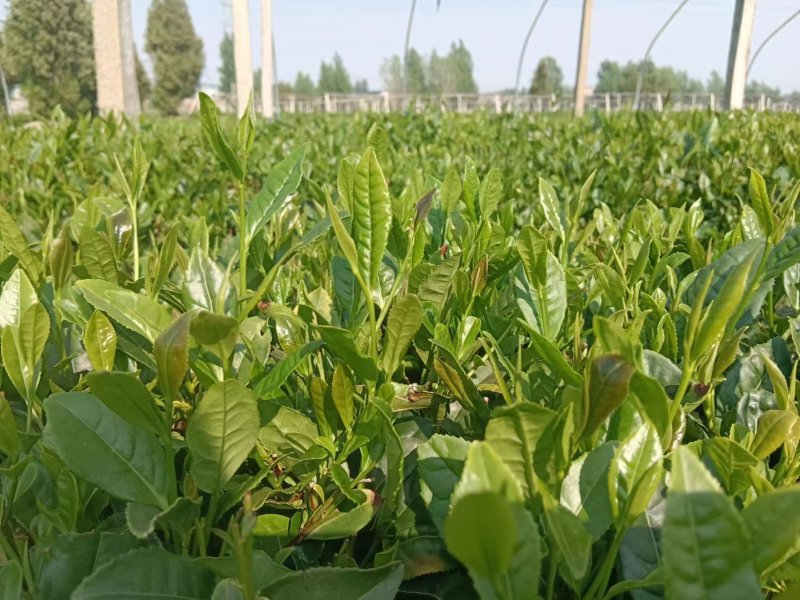 日照绿茶，产地直发，全国发货，大量供应，欢迎电话联系沟通