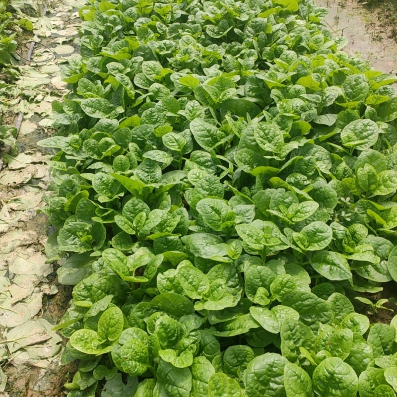 木耳菜