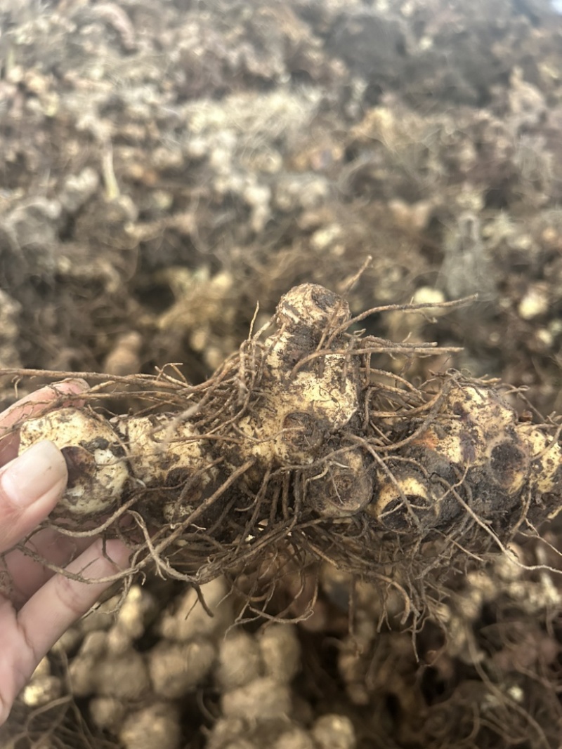 黄精野生黄精姜型多花大块茎深山老黄精一手货源直供