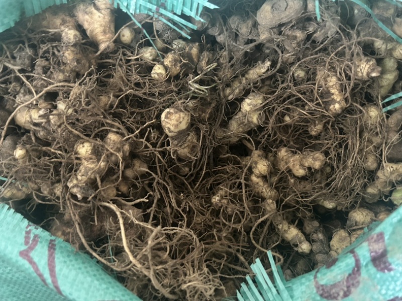 黄精野生黄精姜型多花大块茎深山老黄精一手货源直供