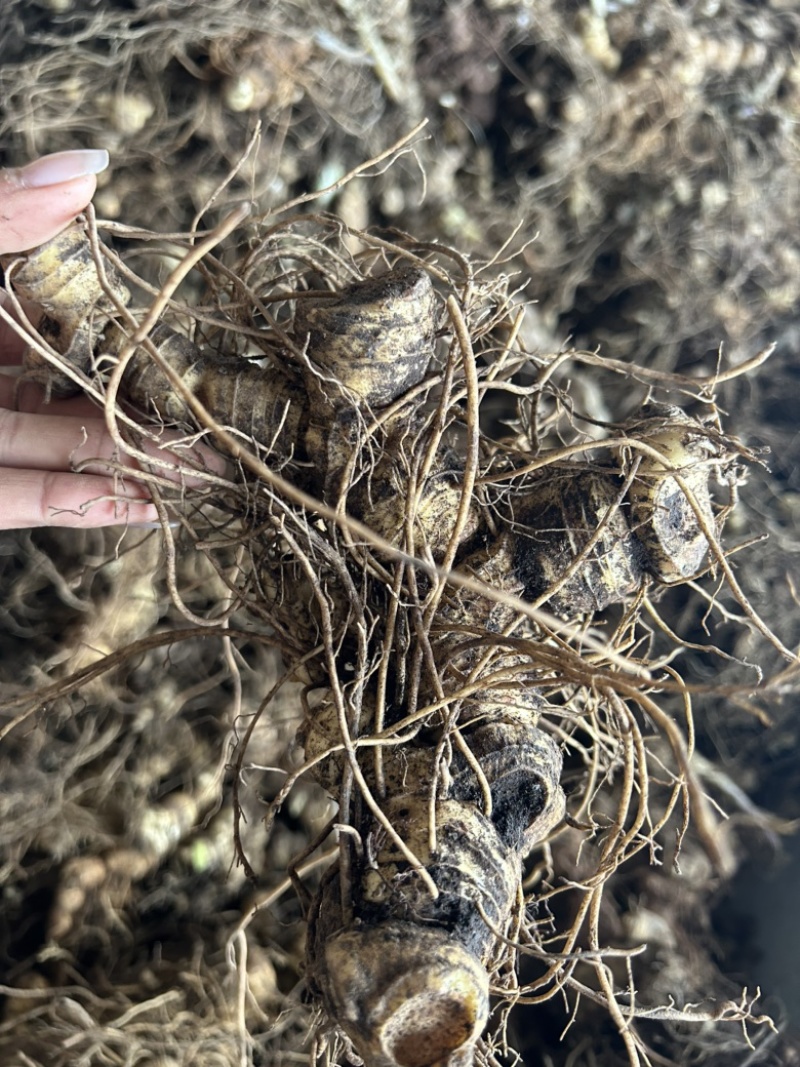 黄精野生黄精姜型多花大块茎深山老黄精一手货源直供