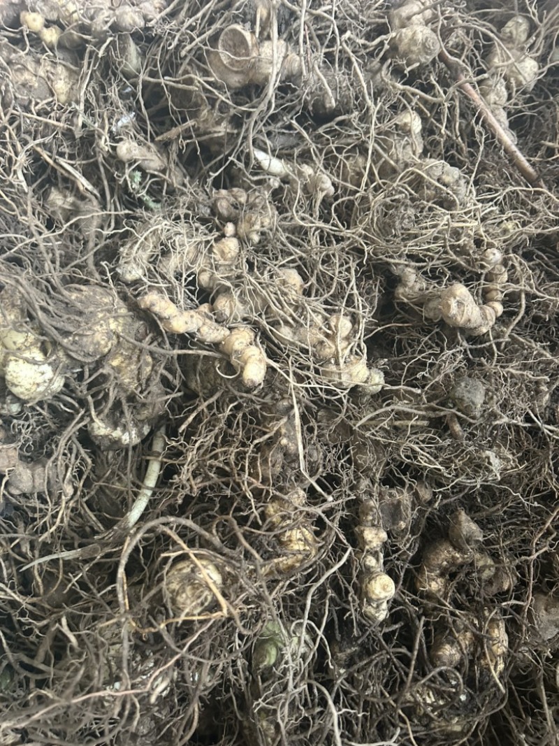 黄精野生黄精姜型多花大块茎深山老黄精一手货源直供