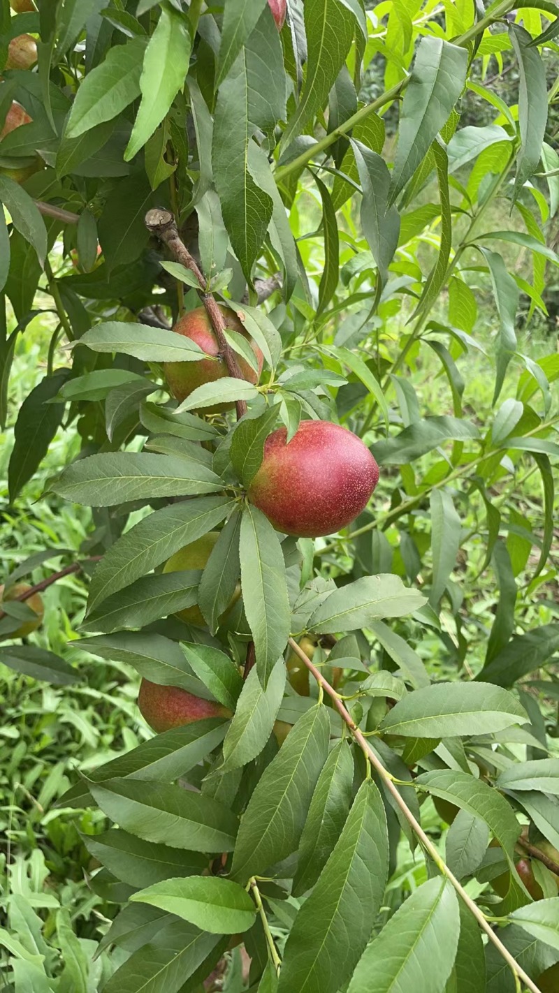 山西黄肉油桃24年新果，5斤箱装包邮，量大优惠致电联系