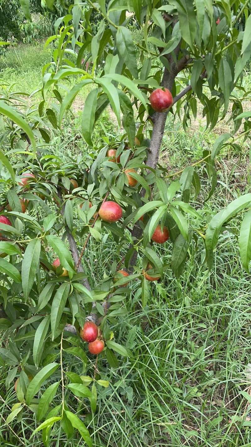 山西黄肉油桃24年新果，5斤箱装包邮，量大优惠致电联系