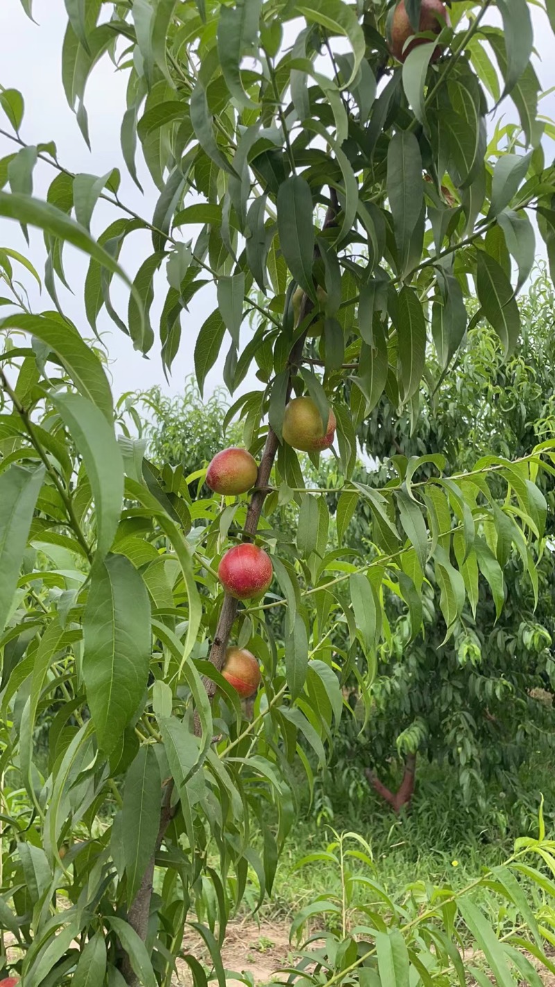 山西黄肉油桃24年新果，5斤箱装包邮，量大优惠致电联系