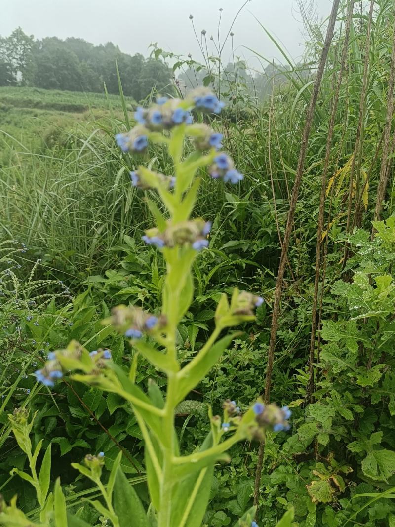 琉璃草