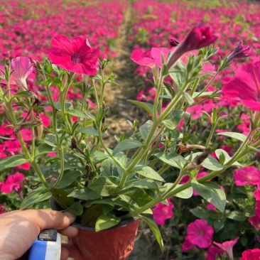 矮牵牛花、喇叭花、牵牛花、14杯牵牛花批发