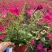 矮牵牛花、喇叭花、牵牛花、14杯牵牛花批发