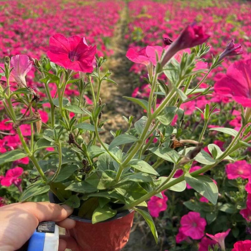矮牵牛花、喇叭花、牵牛花、14杯牵牛花批发