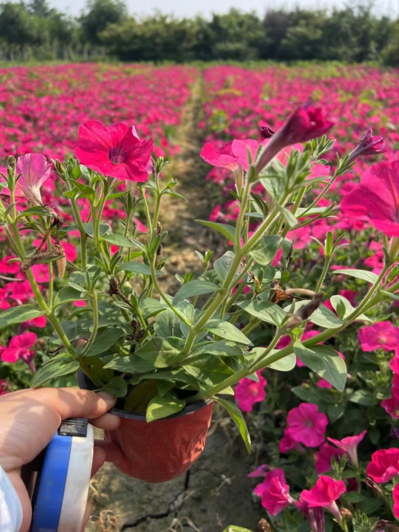 矮牵牛花、喇叭花、牵牛花、14杯牵牛花批发
