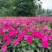 矮牵牛花、喇叭花、牵牛花、14杯牵牛花批发